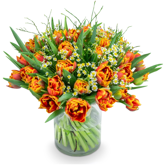 Kytice prémiových tulipánů